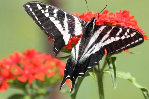 And the Next Day ... More Wing Missing